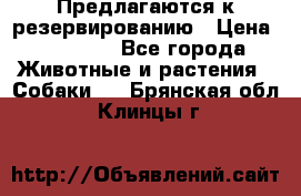 Предлагаются к резервированию › Цена ­ 16 000 - Все города Животные и растения » Собаки   . Брянская обл.,Клинцы г.